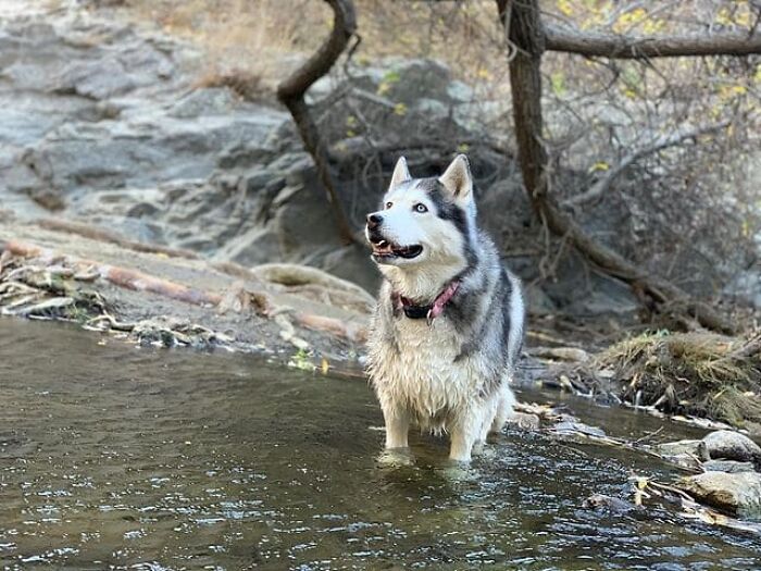 Depressed Obese Husky Finds Herself Again Through An Awesome Journey