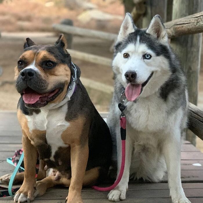 Depressed Obese Husky Finds Herself Again Through An Awesome Journey