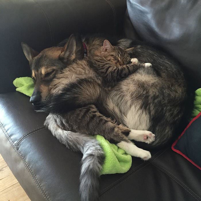 This Husky Picked Out Her Own Kitten To Take Home From Shelter (9 Pics)