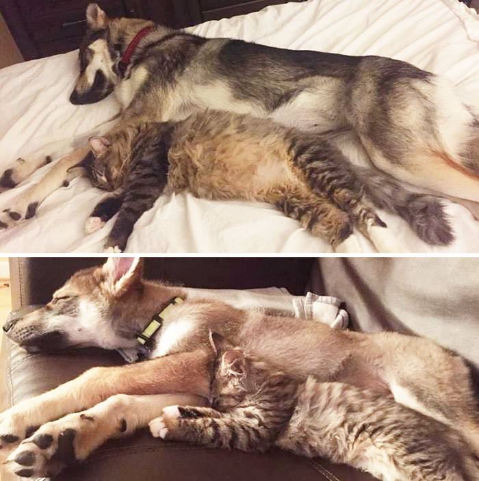 This Husky Picked Out Her Own Kitten To Take Home From Shelter (9 Pics)