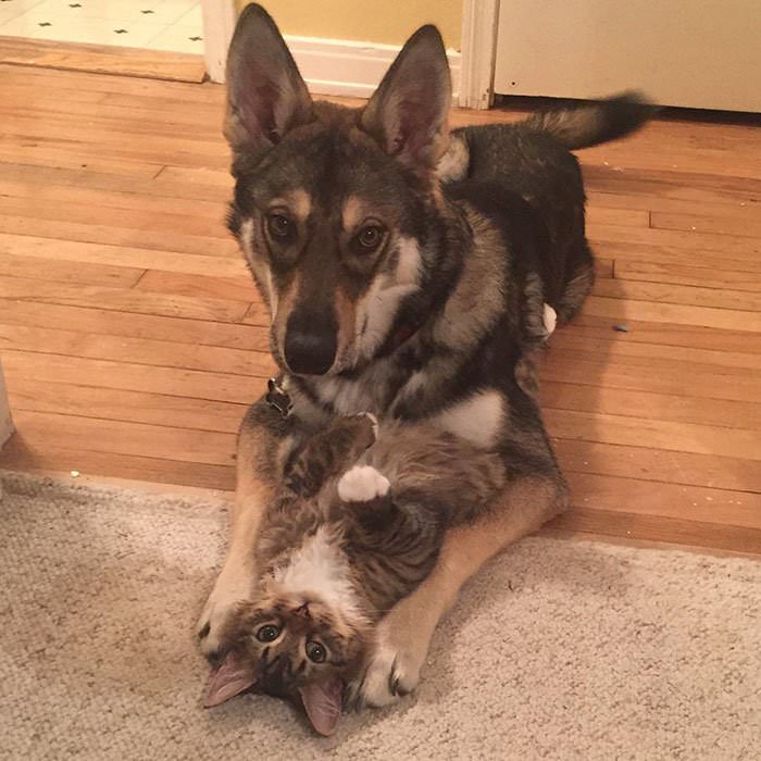 This Husky Picked Out Her Own Kitten To Take Home From Shelter (9 Pics)