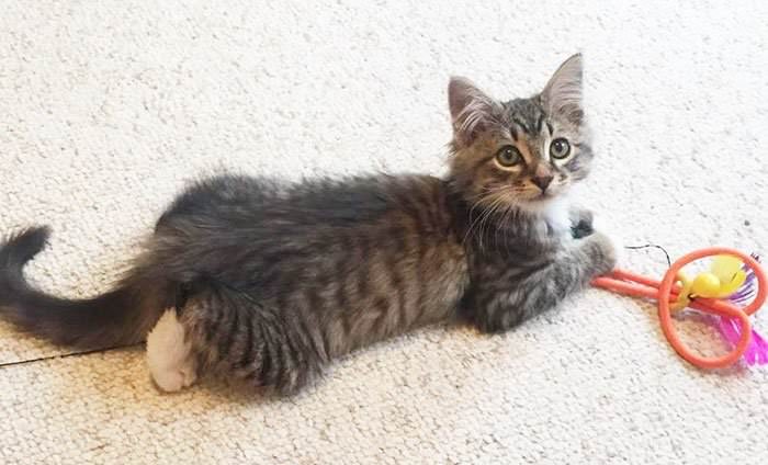 This Husky Picked Out Her Own Kitten To Take Home From Shelter (9 Pics)