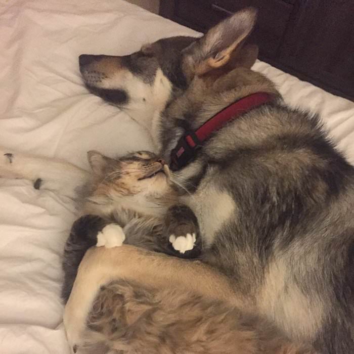 This Husky Picked Out Her Own Kitten To Take Home From Shelter (9 Pics)