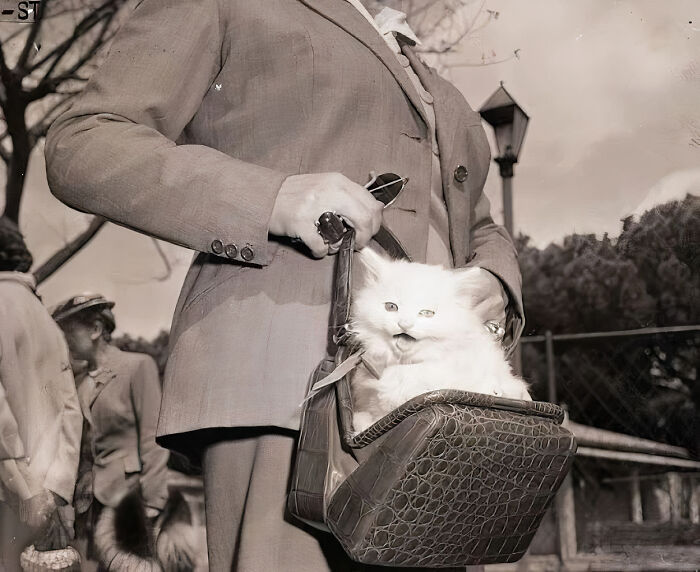 Journalist Rescues 20th-Century Photos Depicting Felines In Various Scenes (61 New Pics)