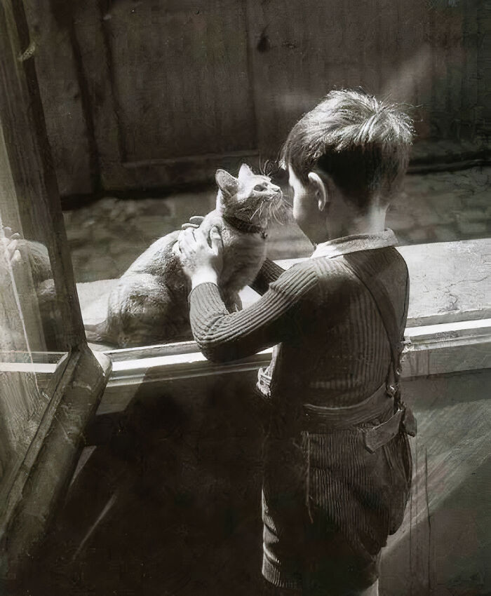 Journalist Rescues 20th-Century Photos Depicting Felines In Various Scenes (61 New Pics)