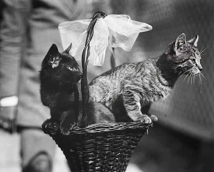 Journalist Rescues 20th-Century Photos Depicting Felines In Various Scenes (61 New Pics)