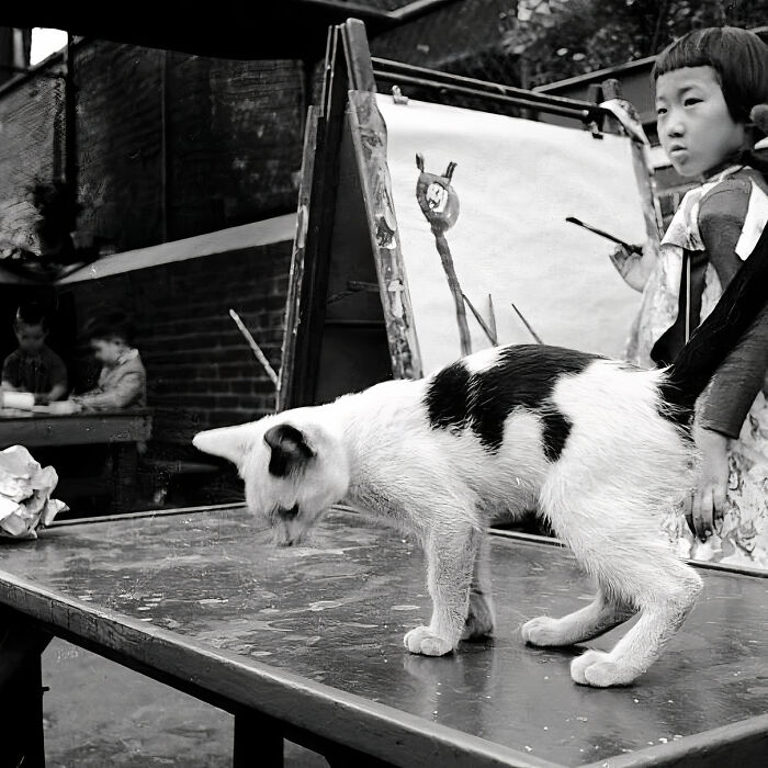 Journalist Rescues 20th-Century Photos Depicting Felines In Various Scenes (61 New Pics)