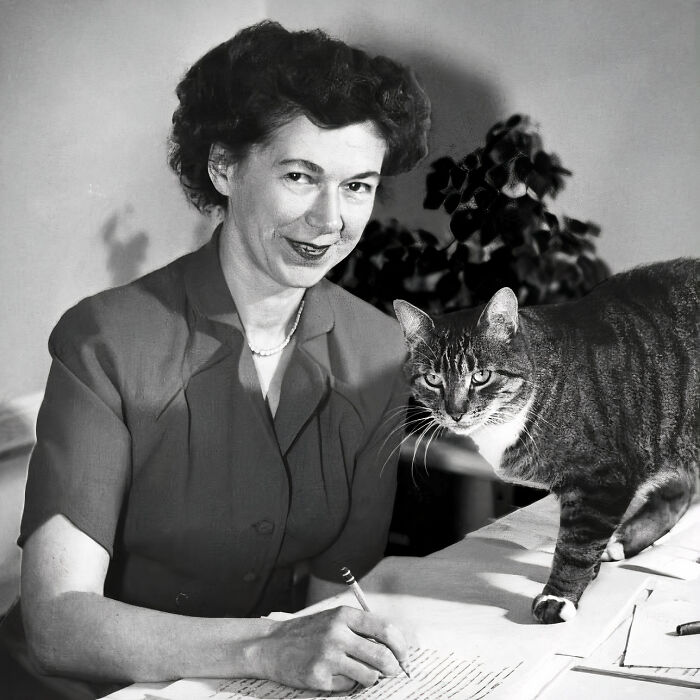 Journalist Rescues 20th-Century Photos Depicting Felines In Various Scenes (61 New Pics)