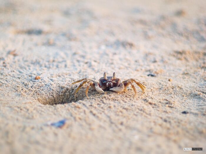 I Waited To Take Pictures Of The Little Crabs By The River