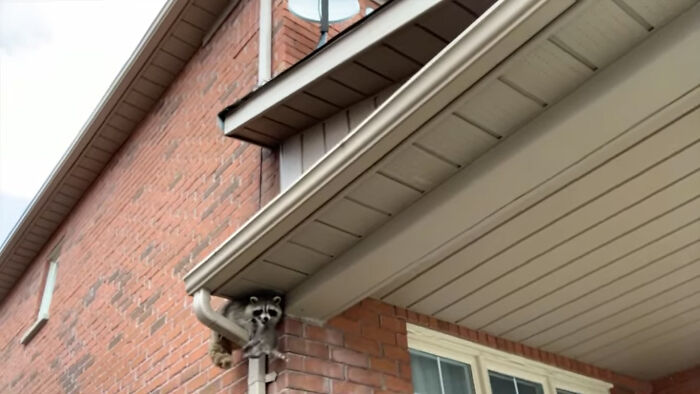 Baby Racoons Got Rescued And Came Back To Mama’s Arm (9 Pics)