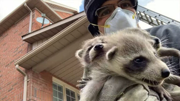 Baby Racoons Got Rescued And Came Back To Mama’s Arm (9 Pics)