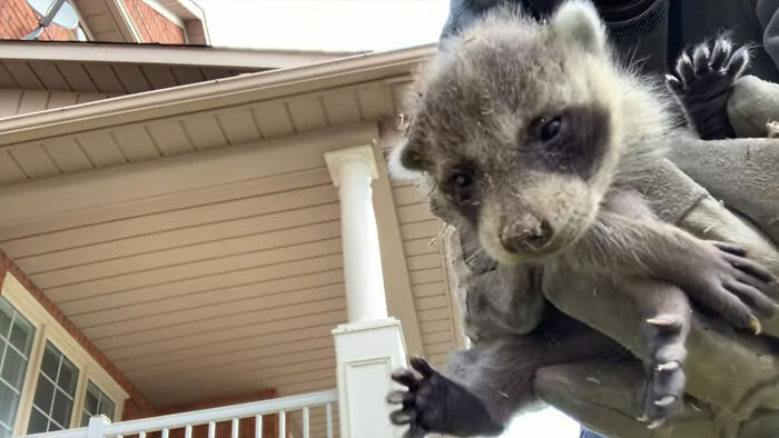 Baby Racoons Got Rescued And Came Back To Mama’s Arm (9 Pics)