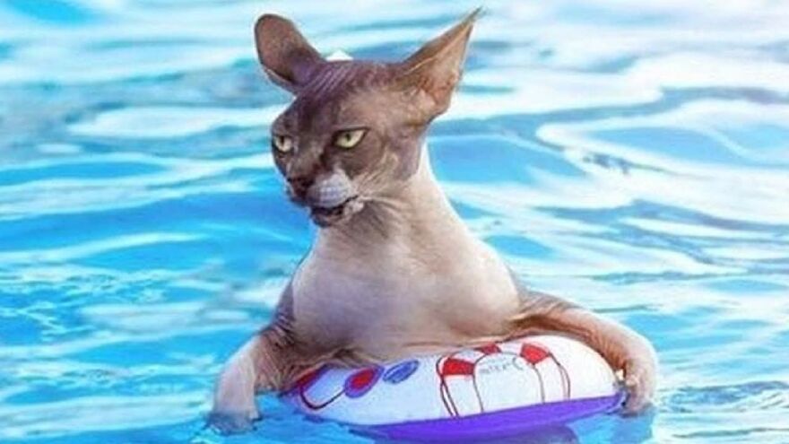 I Collected 8 Funny Photos Of Cats Chilling In The Summer