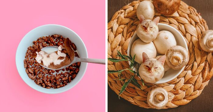 80 Weirdly Delicious Images Of Cats Photoshopped Into Food By This Artist (New Pics)