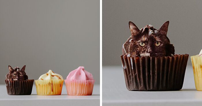 This Artist Photoshops Cats Into Food, And Here Are Her 80 Recent Works