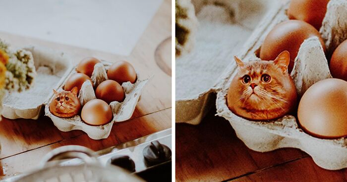 80 Weirdly Delicious Images Of Cats Photoshopped Into Food By This Artist (New Pics)