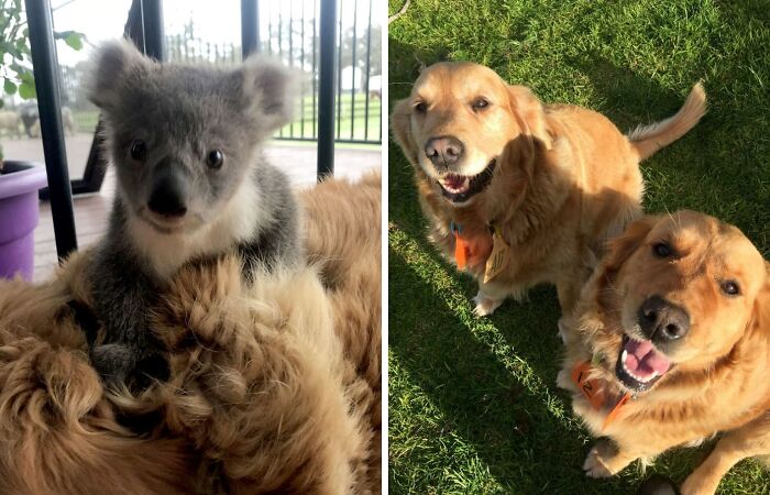 Golden Retriever Saved Abandoned Baby Koala And Brought Him Home With Her (4 Pics)