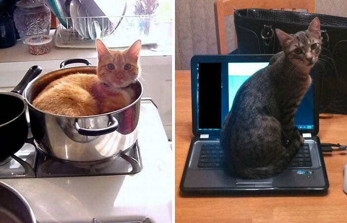 11 Cats Who Exactly Know How To Gain Attention