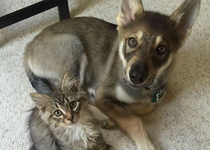 This Husky Picked Out Her Own Kitten To Take Home From Shelter (9 Pics)