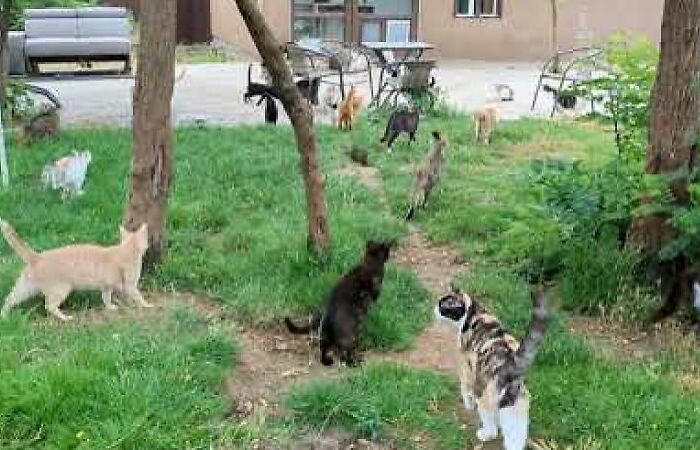 Life In A Cat Sanctuary