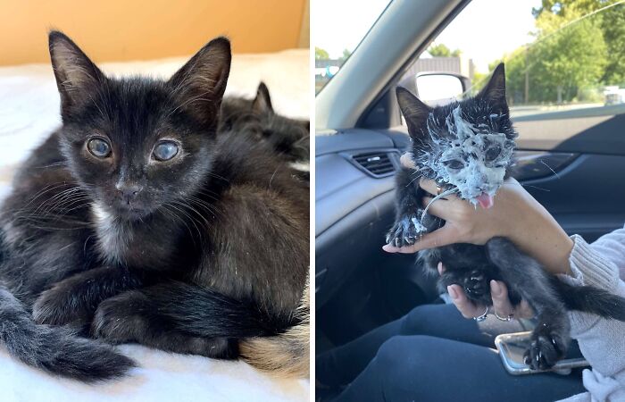 Rescue Kitten Went Crazy For Her Very First Puppuccino Ever (7 Pics)