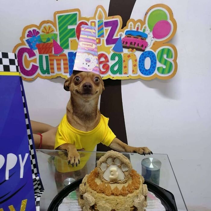 Meet Odin, An Adorable Dog Couldn’t Be Any Happier With His Own Surprise Party