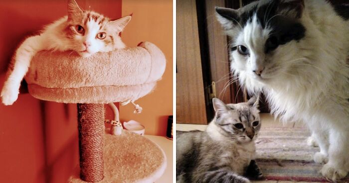 Change One Life Cat Sanctuary: After A Decade Of Caring For Homeless Cats, We Need Your Help