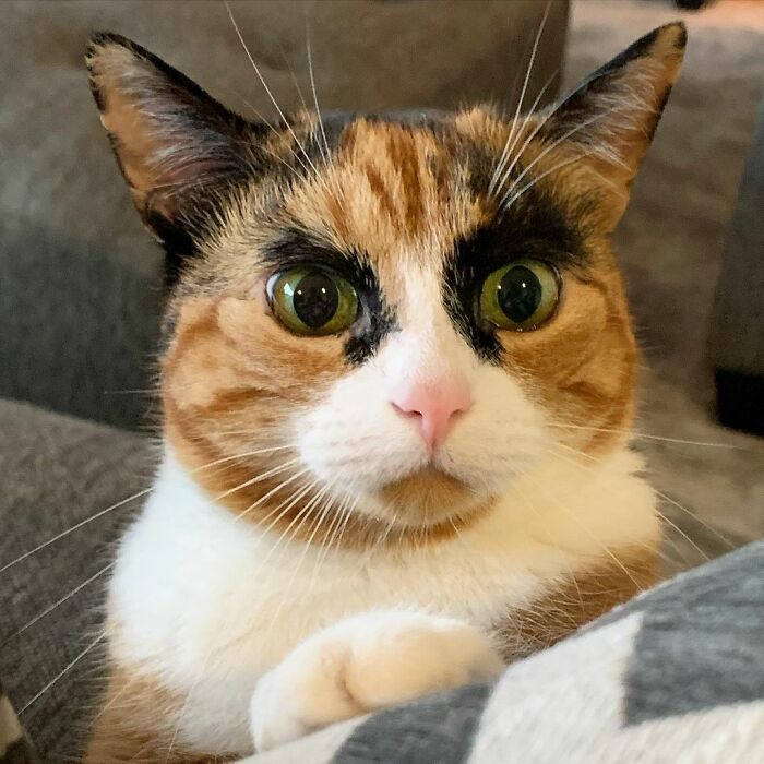 This Cat Has Weird Eyebrows Which Make Her Look Like She’s Always Judging You