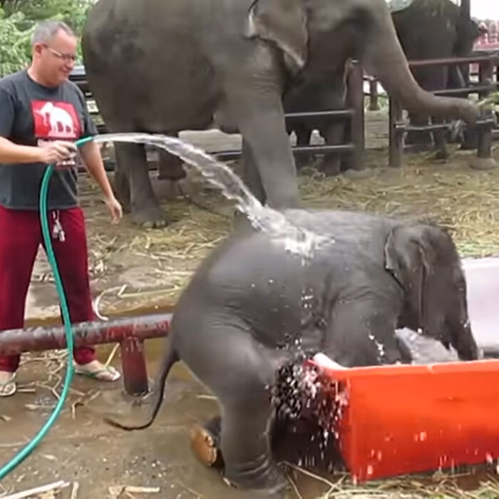 Baby Elephant Has A Great Time Struggling In Bathtub