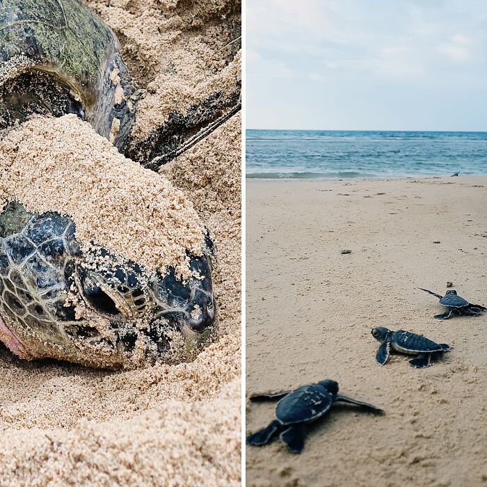 Green Turtles: The Little “Wanderers” In The Middle Of The Ocean