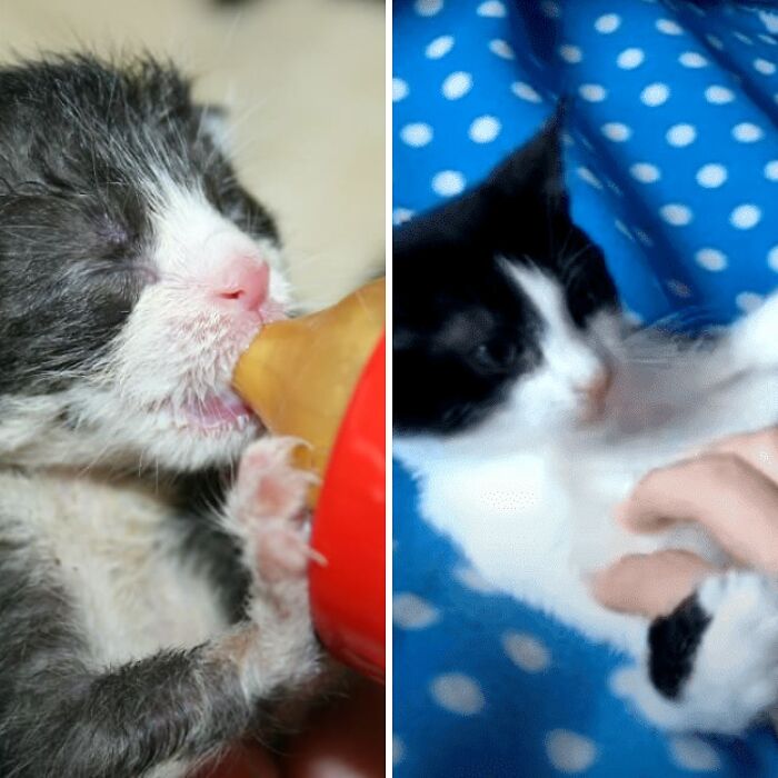 5 Tiny Rescued Kittens Are Adopted And Have The Happiest Life Ever