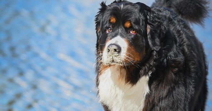 40 Photos Showing A 5-Year Difference Of Our Dog: Puppy To Adult