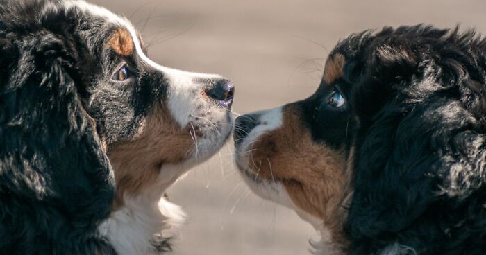 My Pictures Show A 5-Year Difference Between Our Bernese Mountain Dog As A Puppy And An Adult (40 Pics)