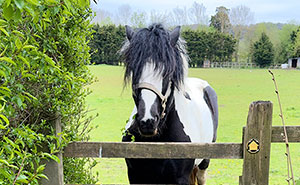 Karen Mom With Big Entitlement Energy Begs Horse Owner To Let Her 11 Y.O. Ride A Dangerous Horse