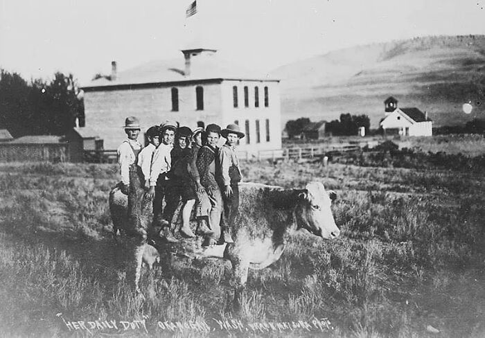 A Cow Carries Seven Children “To School”. Washington, 1907