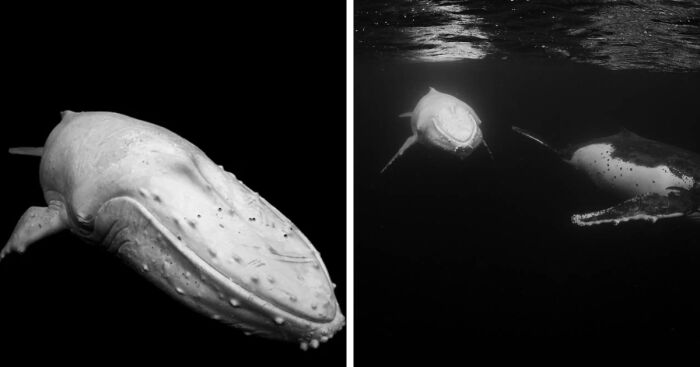 I Photographed The Infamous White Whale Migaloo (4 Pics) | Bored Panda