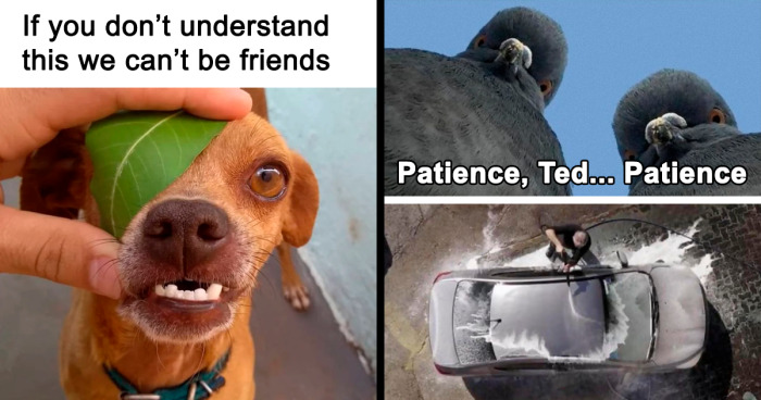 30 Of The Funniest Animal Memes To Put A Smile On Your Face, As Shared On This Instagram Page