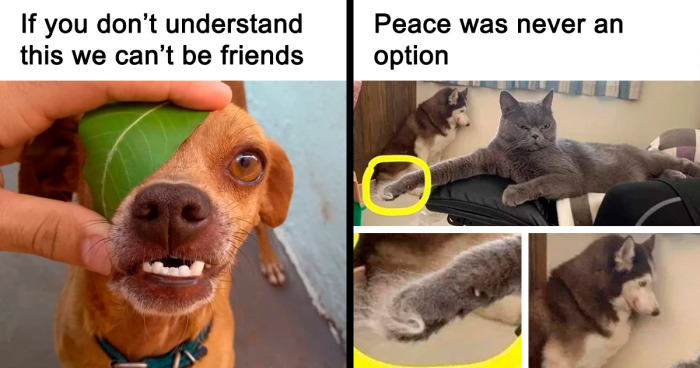 30 Animal Memes That Combine Cuteness And Humor, As Shared On This IG Page