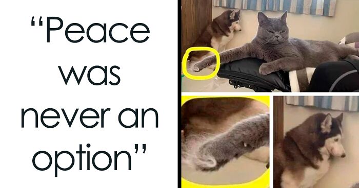 30 Funny And Relatable Animal Memes From This Instagram Page