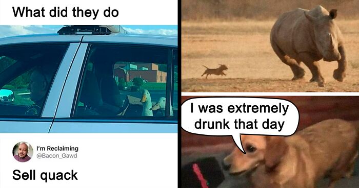 30 Of The Funniest Animal Memes To Make Your Day, As Seen On This Instagram Page