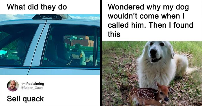 This Instagram Page Shares Funny And Cute Animal Memes, And Here Are 30 Of The Best