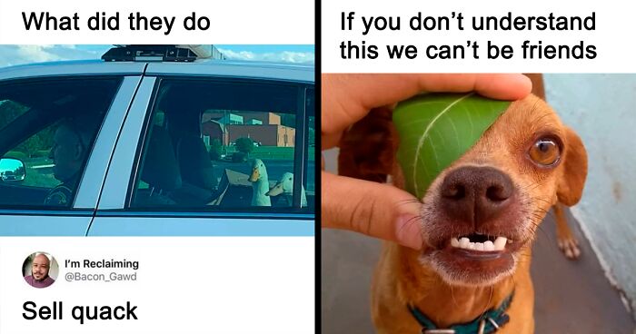 30 Times Animals Were The Perfect Meme Format, As Shared On This Instagram Page