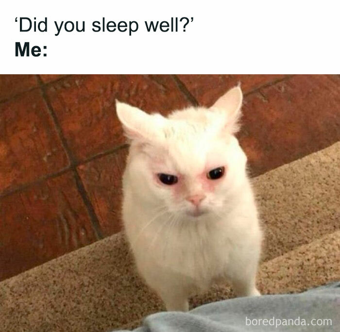 50 Funny And Relatable Cat Pics And Memes To Brighten Up Your Day ...