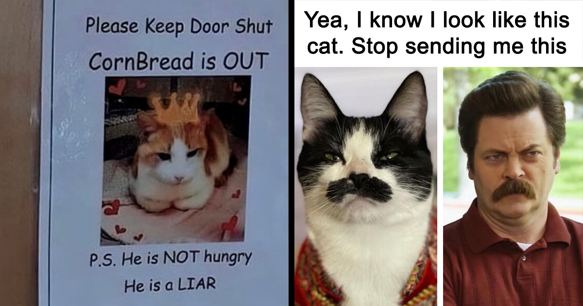 A Delightful Series Of Grumpy Cats Being Mad - I Can Has Cheezburger?