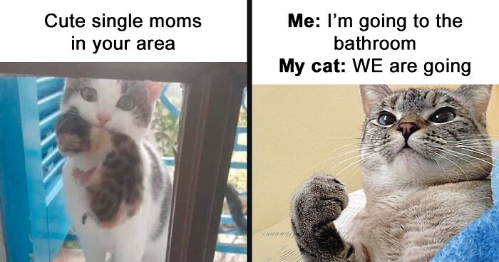 'Cat Memes': 63 Posts That Purrrfectly Capture The Quirky Nature Of Our Beloved Felines