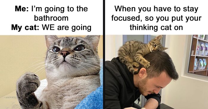 63 Hilariously Relatable Memes That Illustrate What Owning A Cat Is Really Like