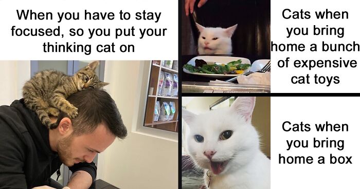 63 Of The Funniest Posts From ‘Cat Memes’