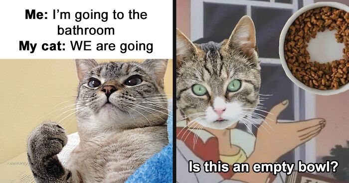 63 Hilarious Cat Memes That Any Feline Owners Should Relate To