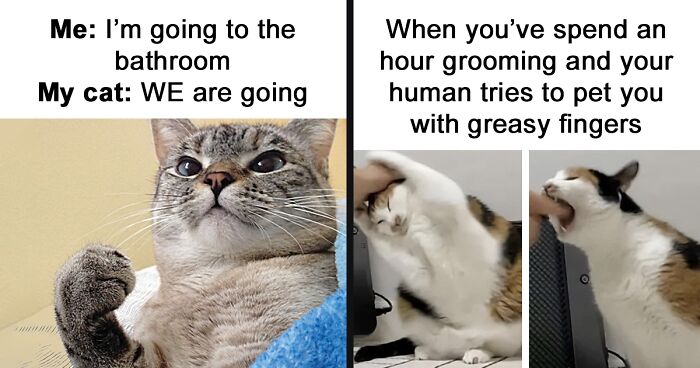 63 Of The Best Cat Memes 