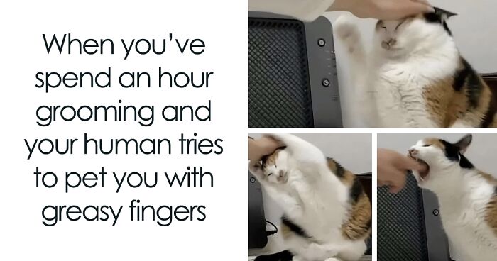 This Online Community Shares Funny Cat Memes, And Here Are 63 Of The Best Ones